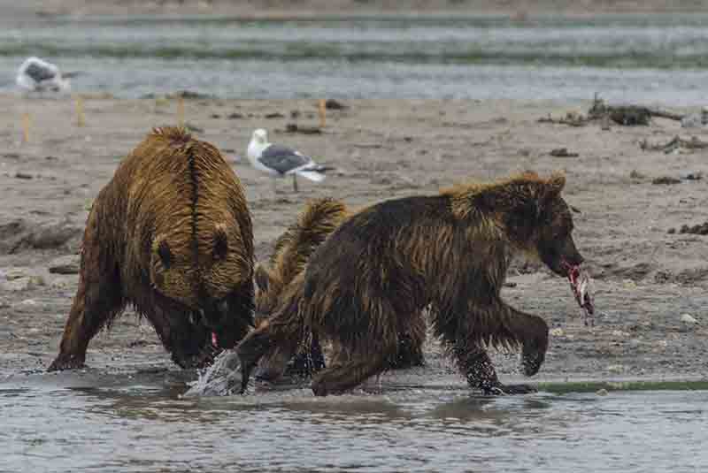 19 - Osa y familia - Kamchatka - Rusia